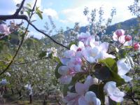 Agricoltura Biologica L'Ostal 